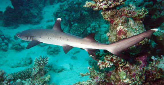 shark photos
