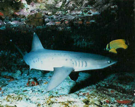 shark photos