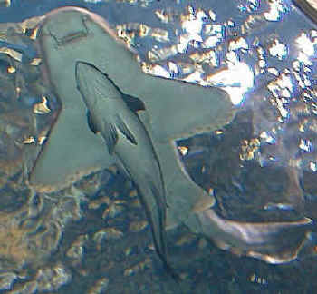shark photo