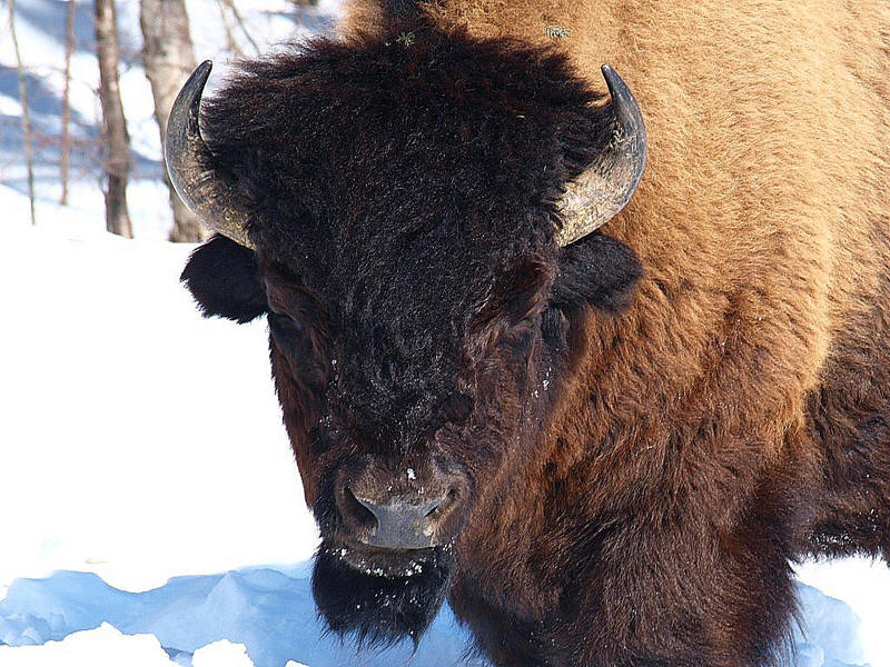 Bison