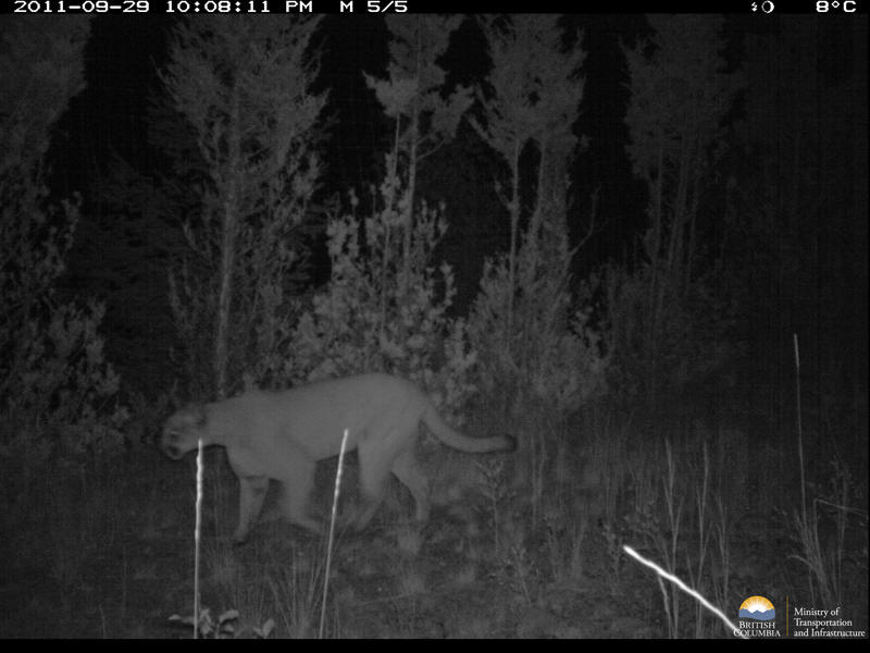 cougar at night