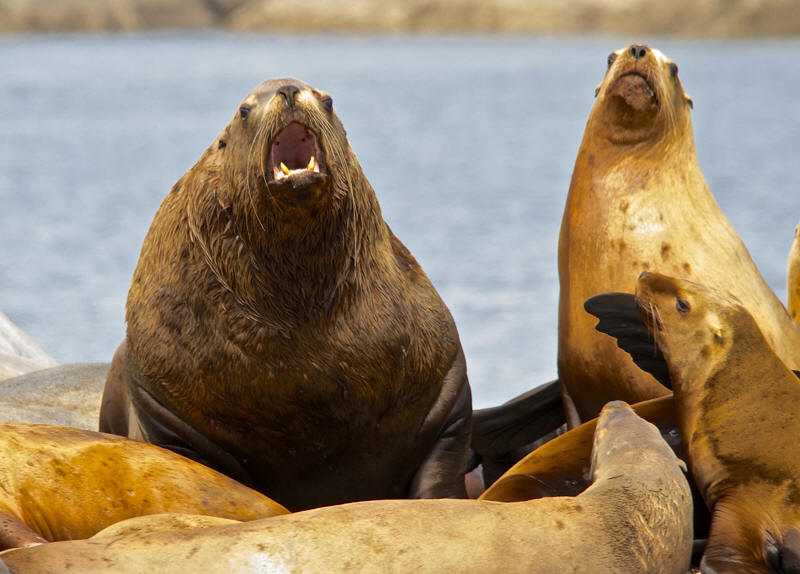 Steller Sea Lion