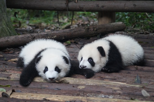 baby pandas
