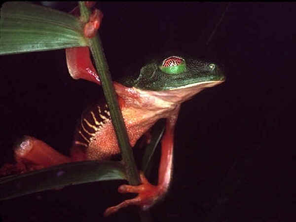 green tree frog