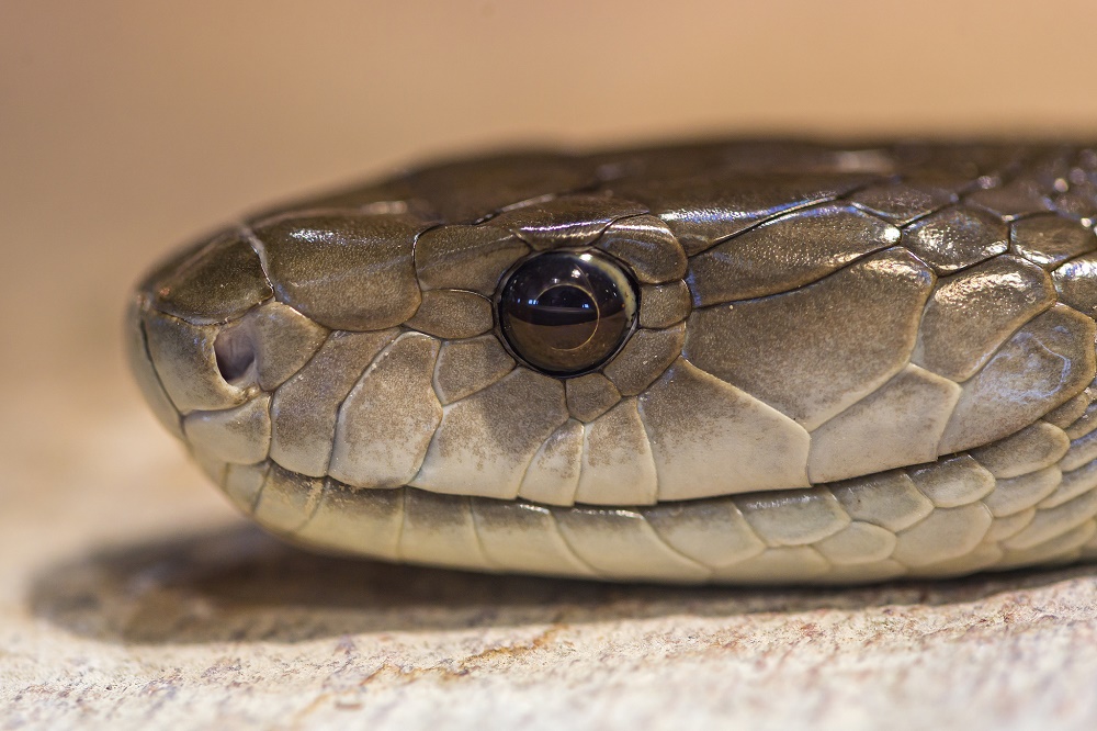 Gray brown snake.