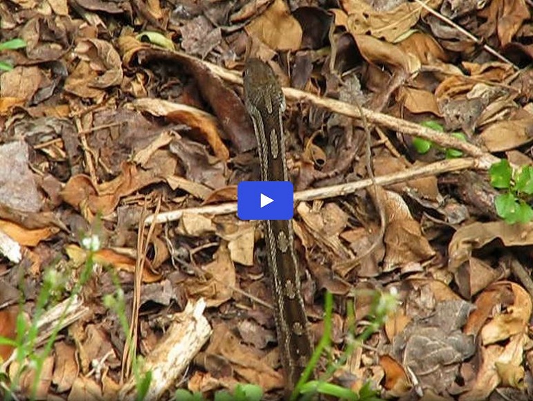 Juvenile Rat Snake