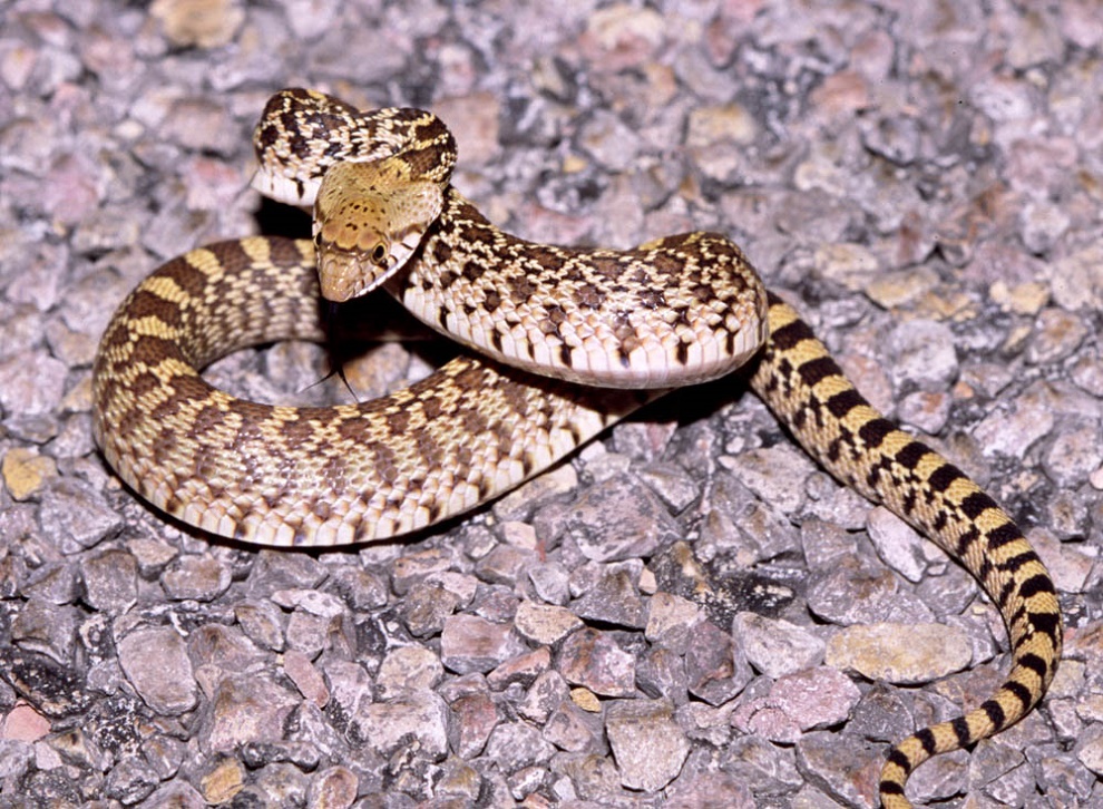 Sonoran Gopher Snake