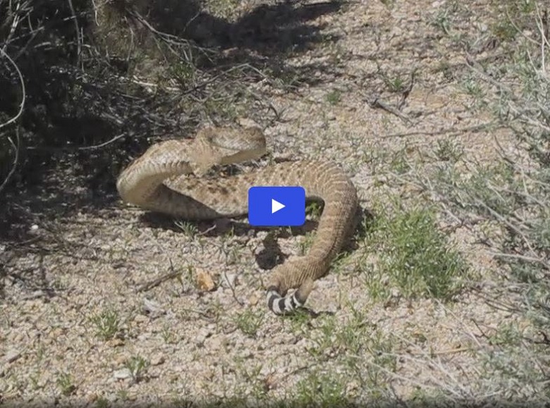 Western Diamondback Rattlesnake