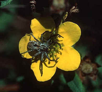 crab spider
