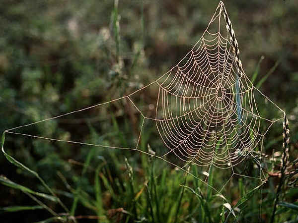 spider web