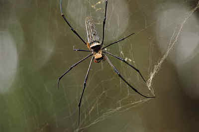 Spider Myths and Folklore