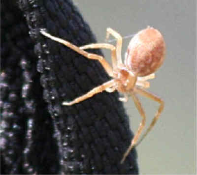spider