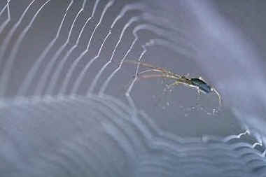 spider
