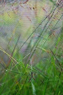 weaving