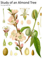 botanical print