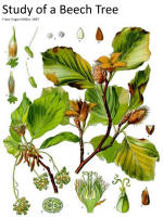 botanical print