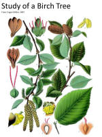 botanical print