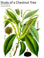 botanical print