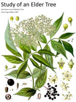 botanical print