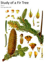 botanical print