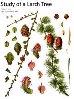 botanical print