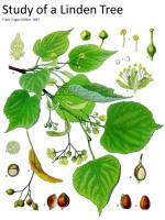 botanical print