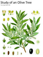 botanical print