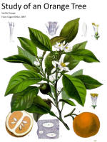 botanical print