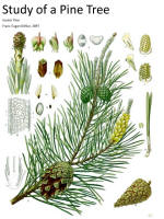 botanical print