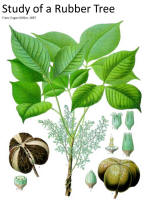 botanical print