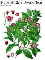 botanical print
