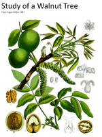 botanical print