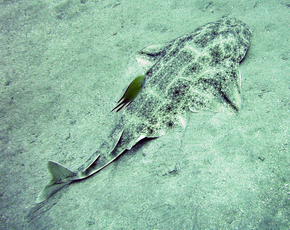 Angel Shark