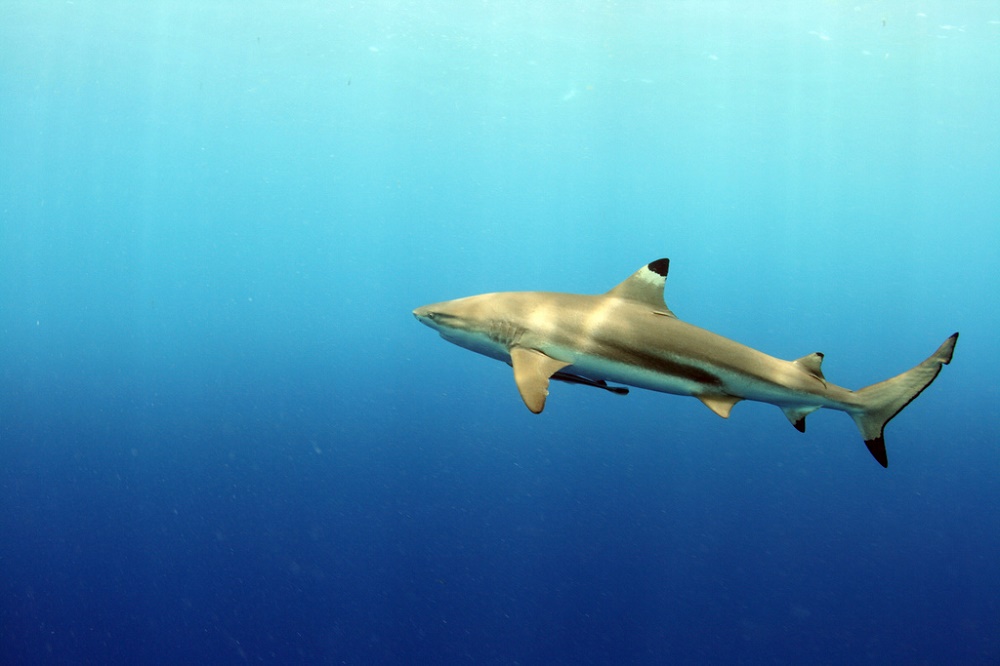 Blacktip reef shark