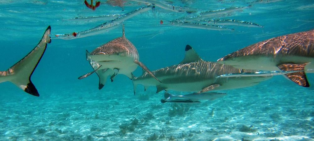 Blacktip Reef Sharks