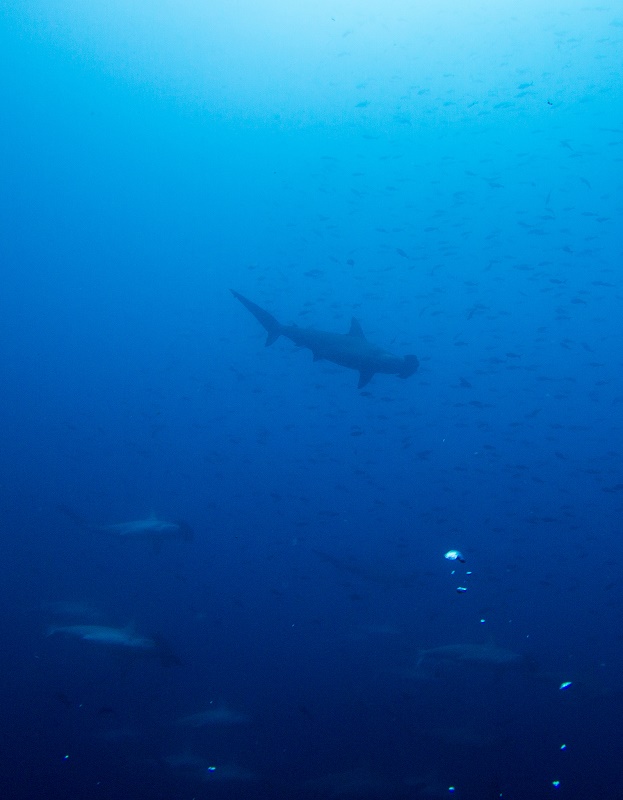Hammerhead