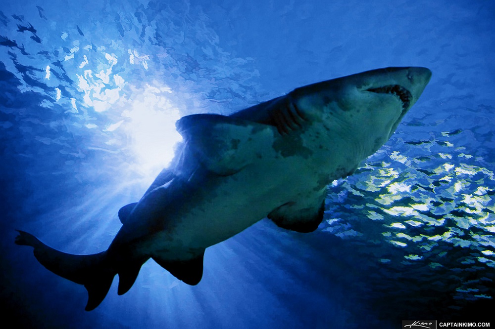 Large Tiger Shark
