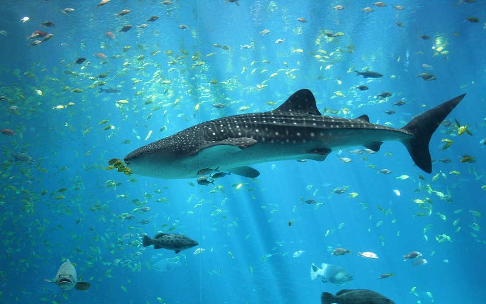 Male Whale shark