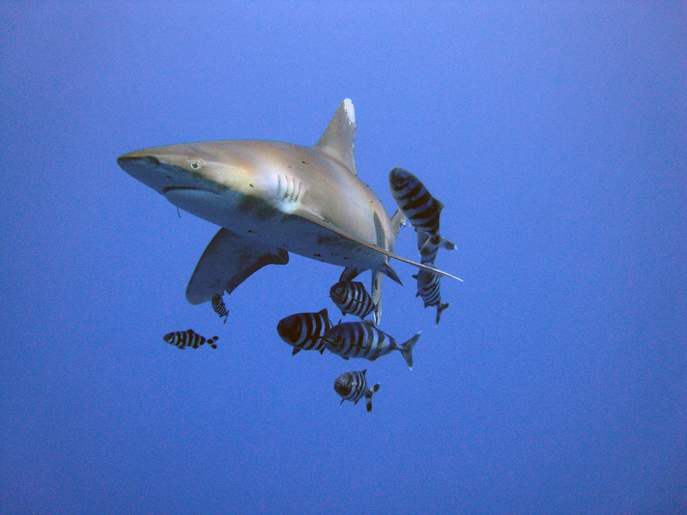 Oceanic Whitetip