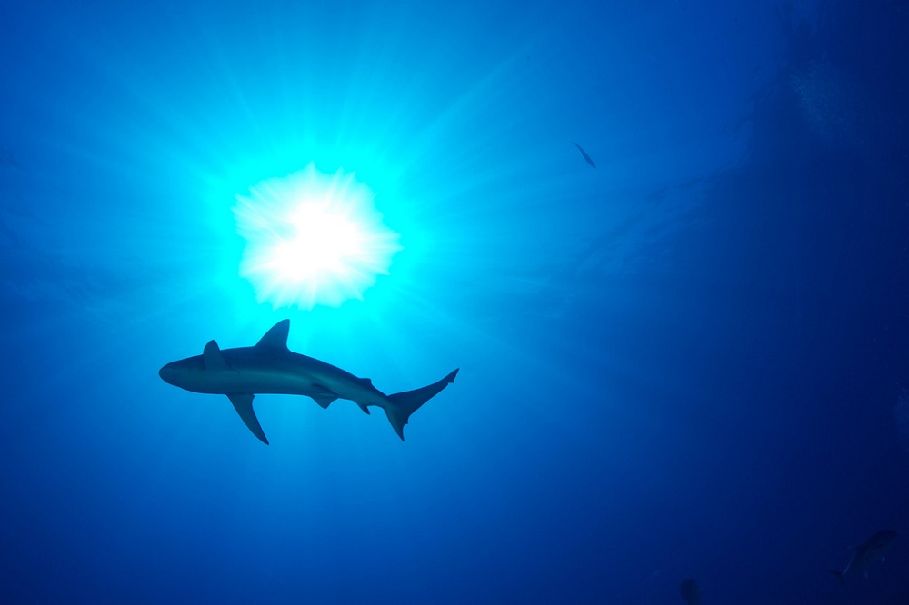 Shark, Kronos Reef