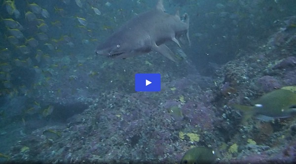 Video: Shark Swim-By