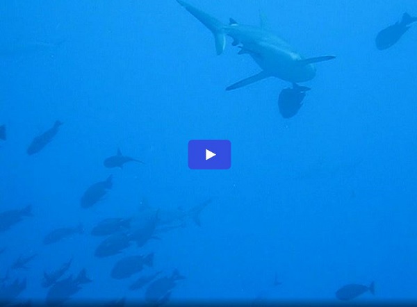 Video: Sharks in Palau