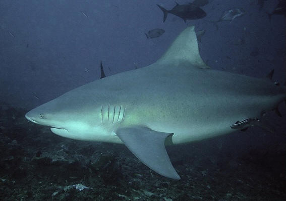 bull shark