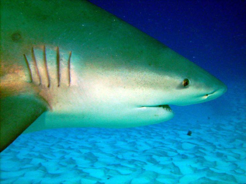 bull shark