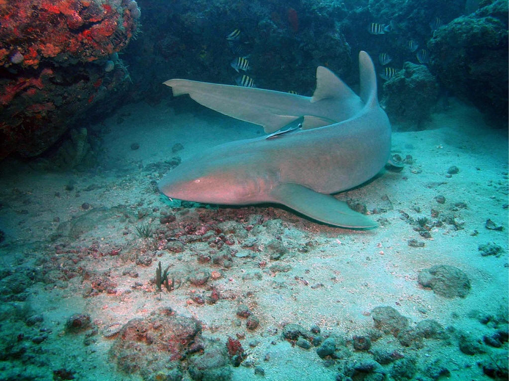 nurse shark