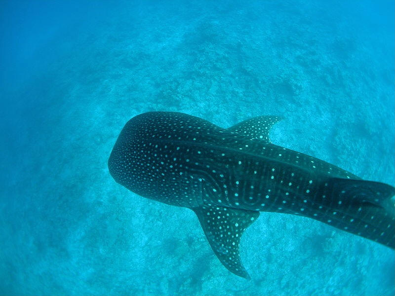 whale shark