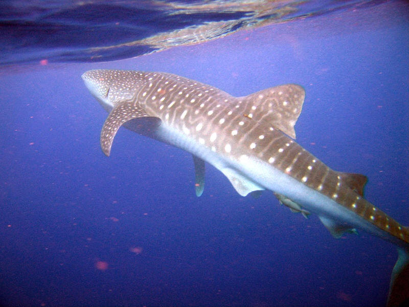 whale shark by photographer Holmbergius