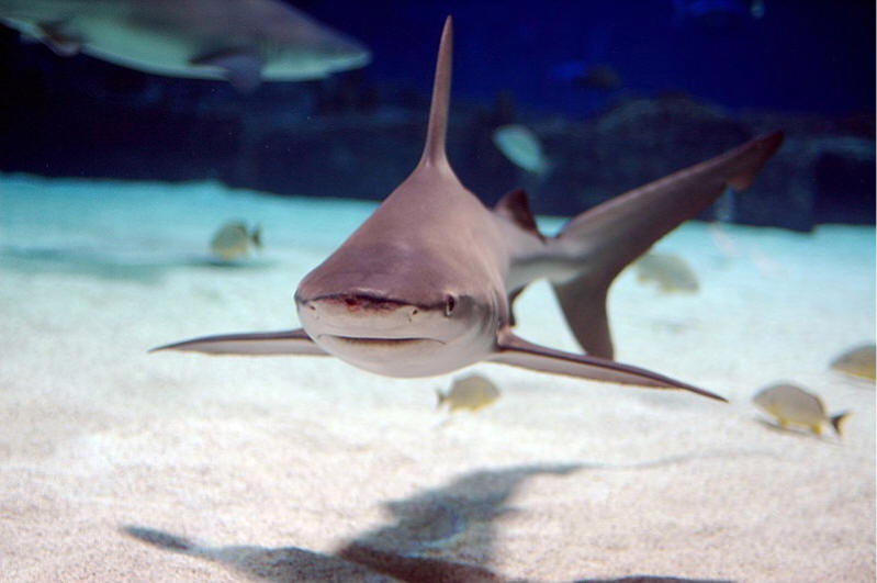 sandbar shark photo by Jeff Kubina