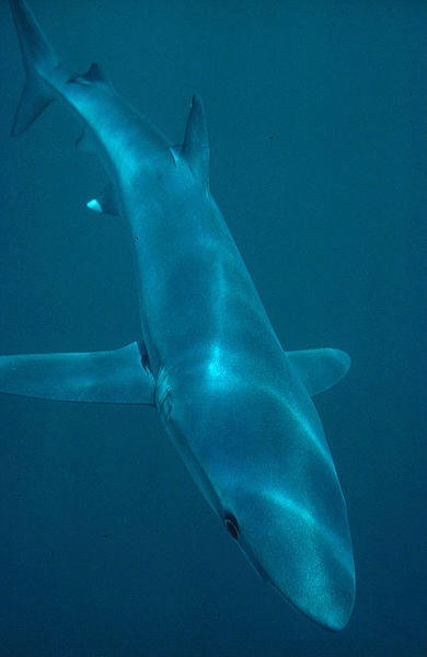 blue shark photo U.S.  National Oceanic and Atmospheric Administration, taken or made during the course of an employee's official duties
