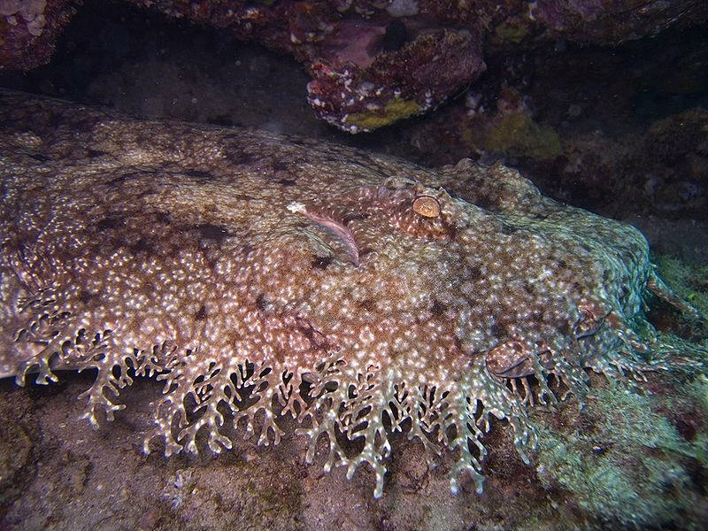 Tasseled wobbegong shark photo taken by Jon Hanson